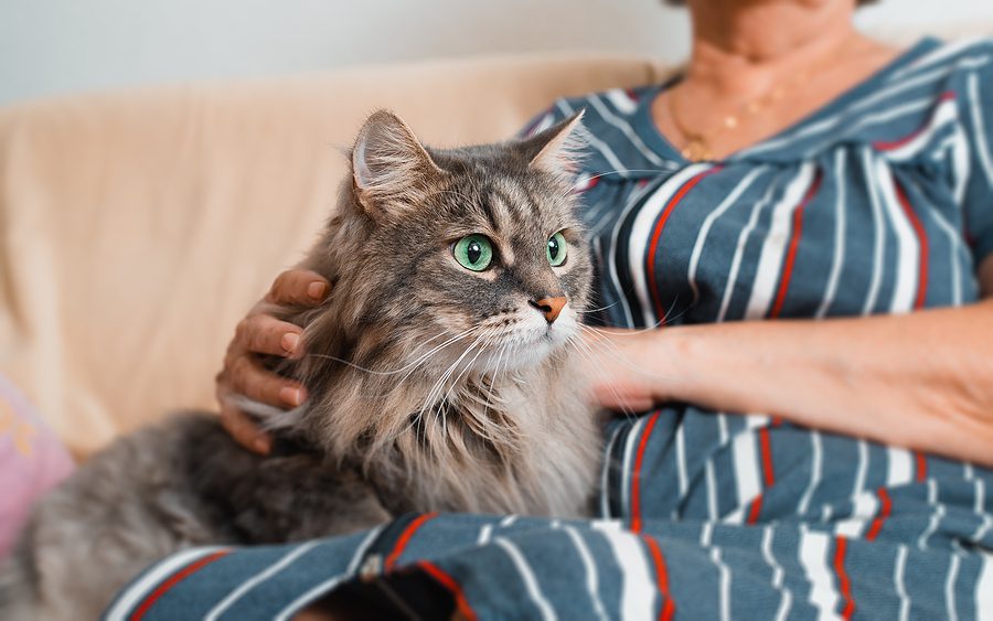 grey cat with green eyes sitting on their owners lap