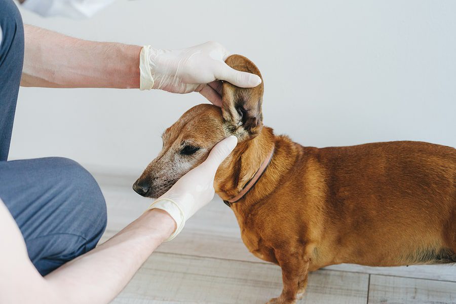 dog having his ears looked at by the veterinarian