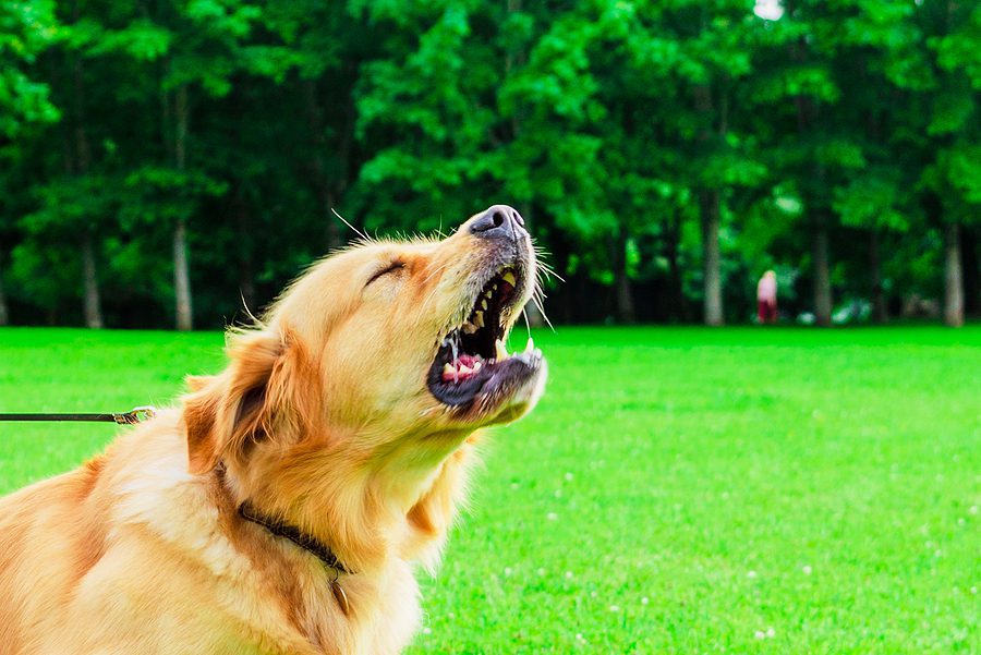 dog barking outside while on a walk