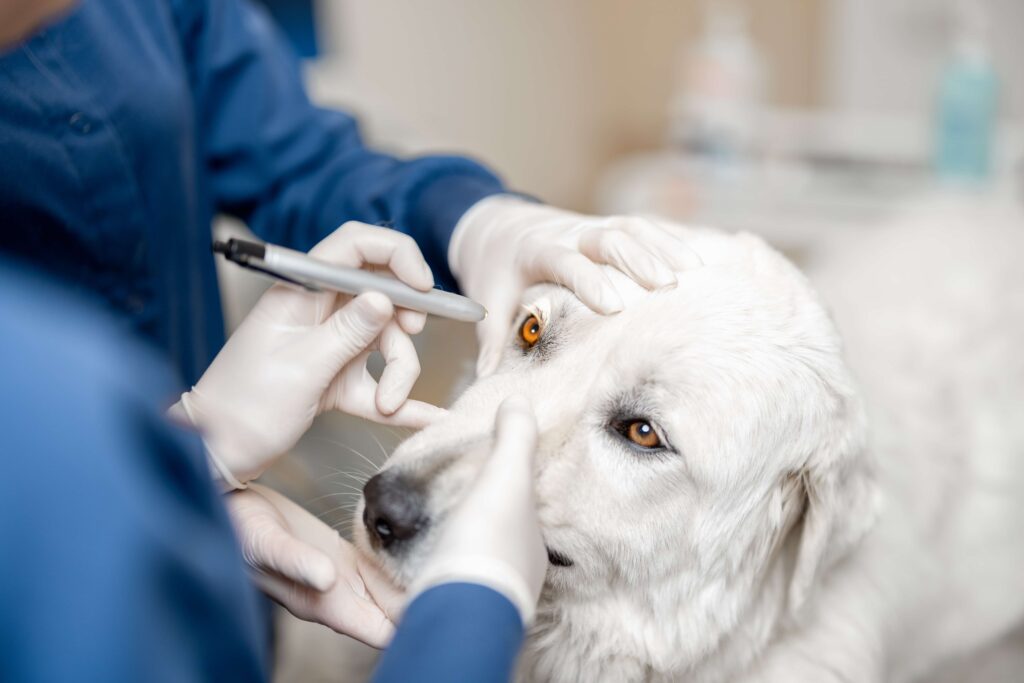 veterinarian looking at a dogs eyes