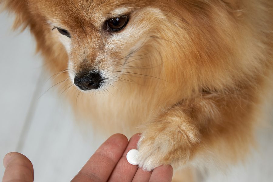 dog being given their medicine