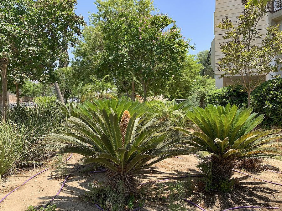 green trees outside
