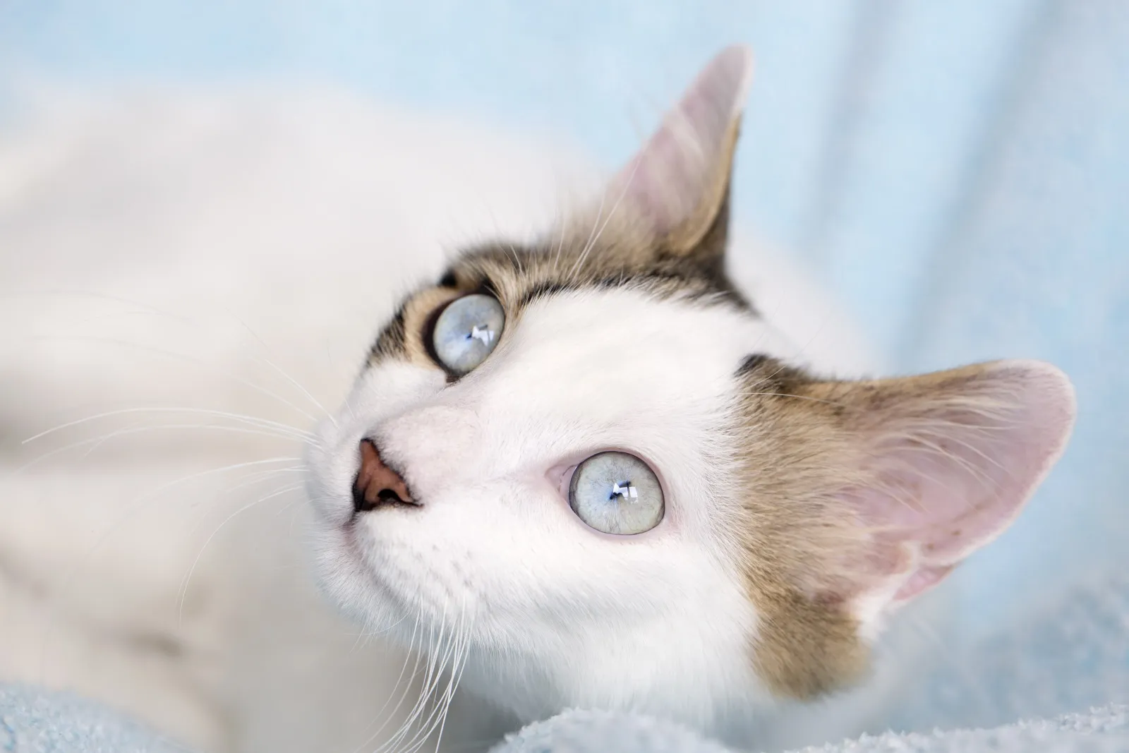 Cat Has Cataracts