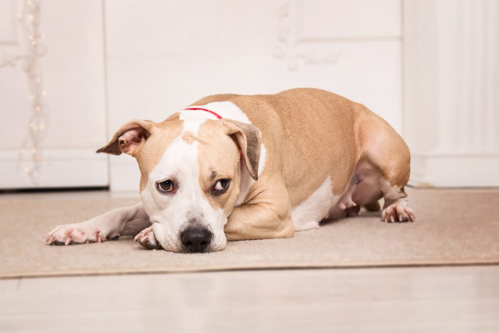 dog laying down on a throw rug