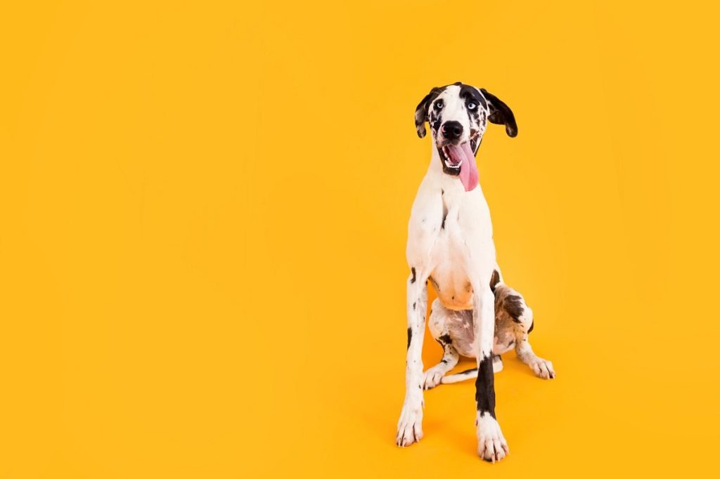 white and black dog sitting with a yellow background