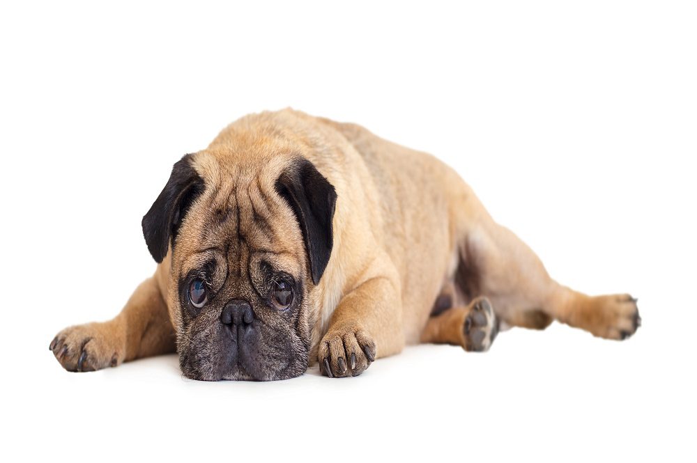 How to Choose Probiotics for Your Dog
