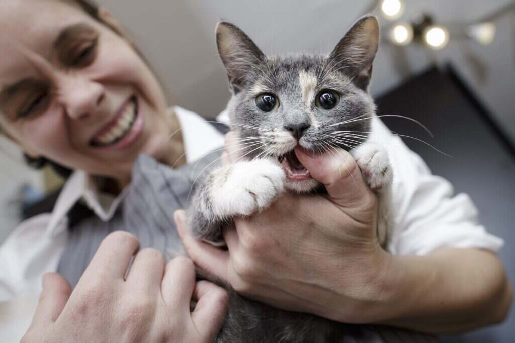 grey and white cat being held by their owner