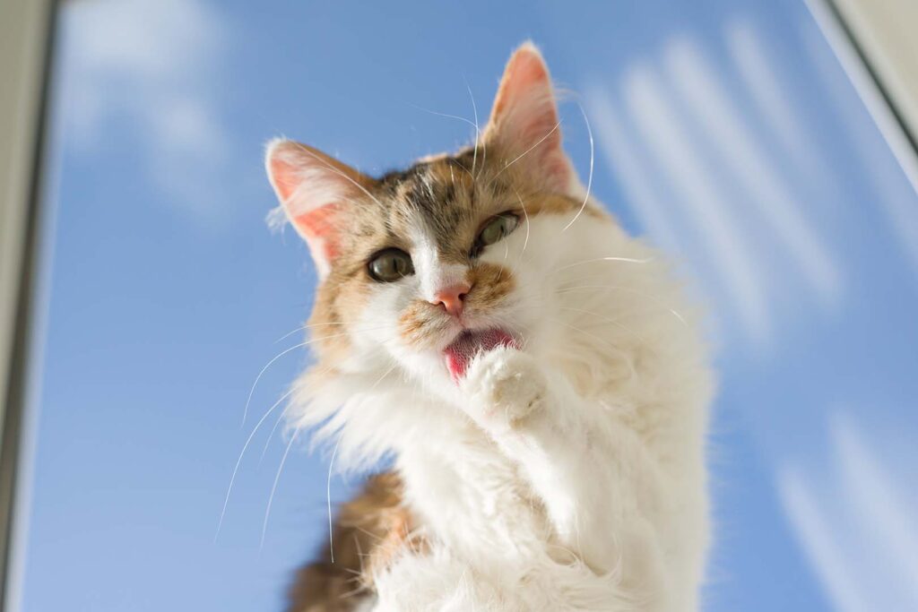 white cat licking her paw