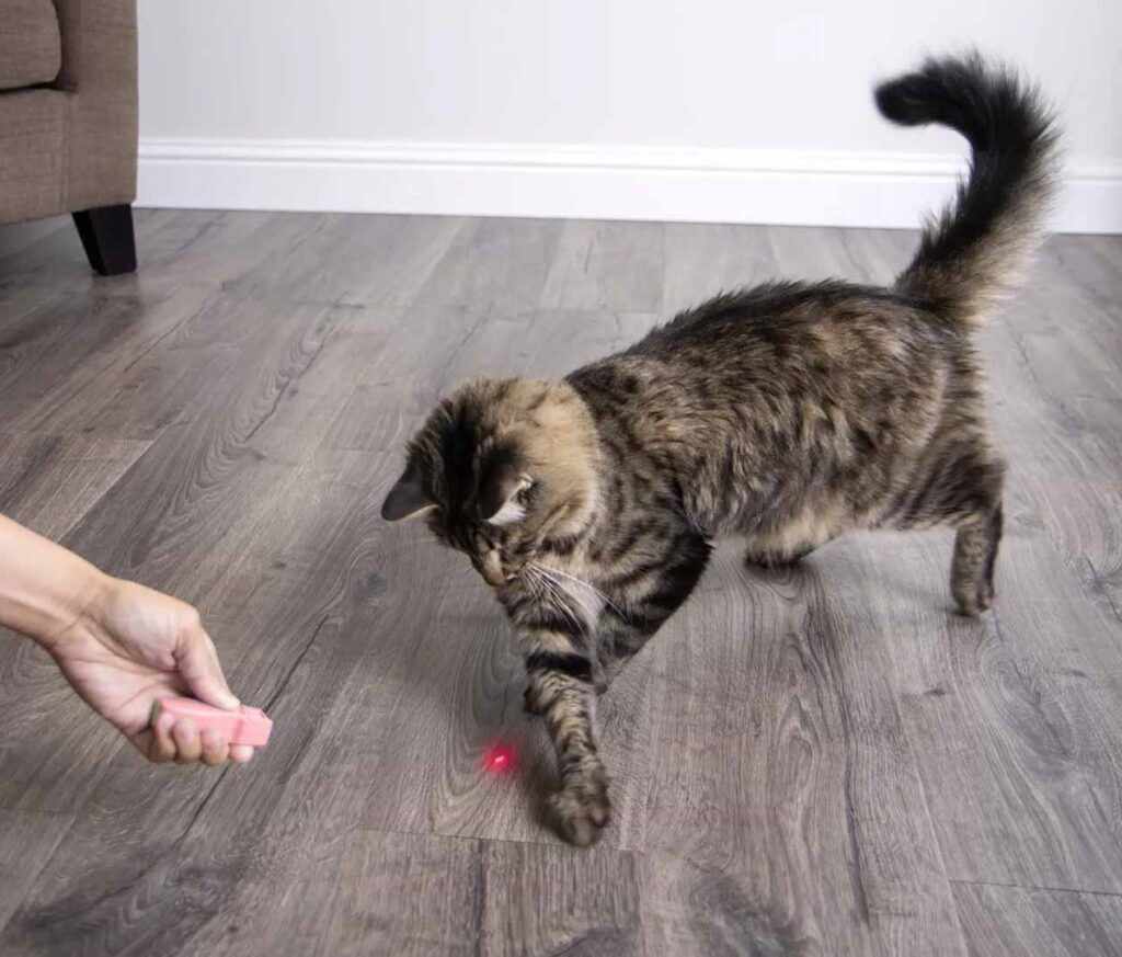 cat playing with laser light