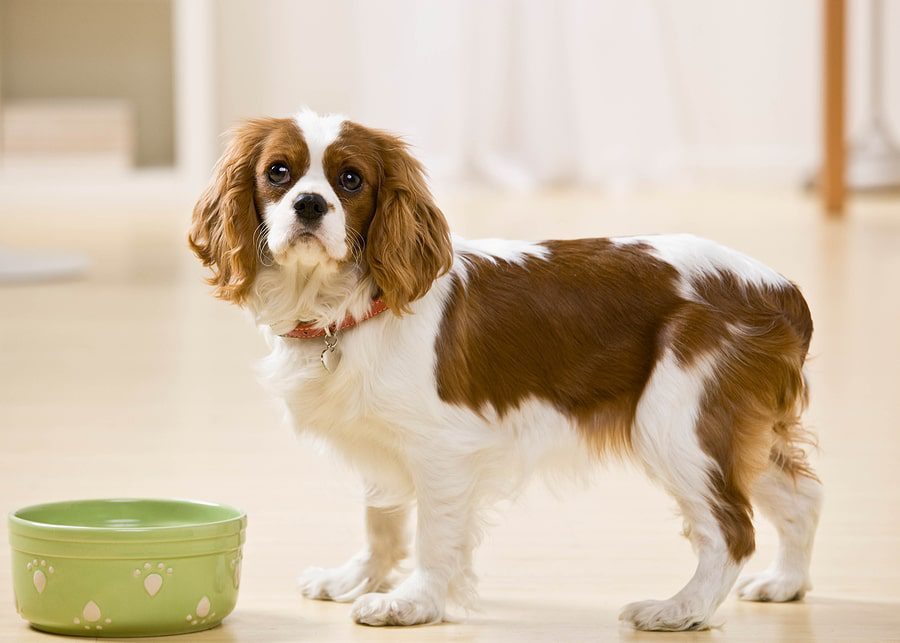 white and brown dog standing next to their green water dish