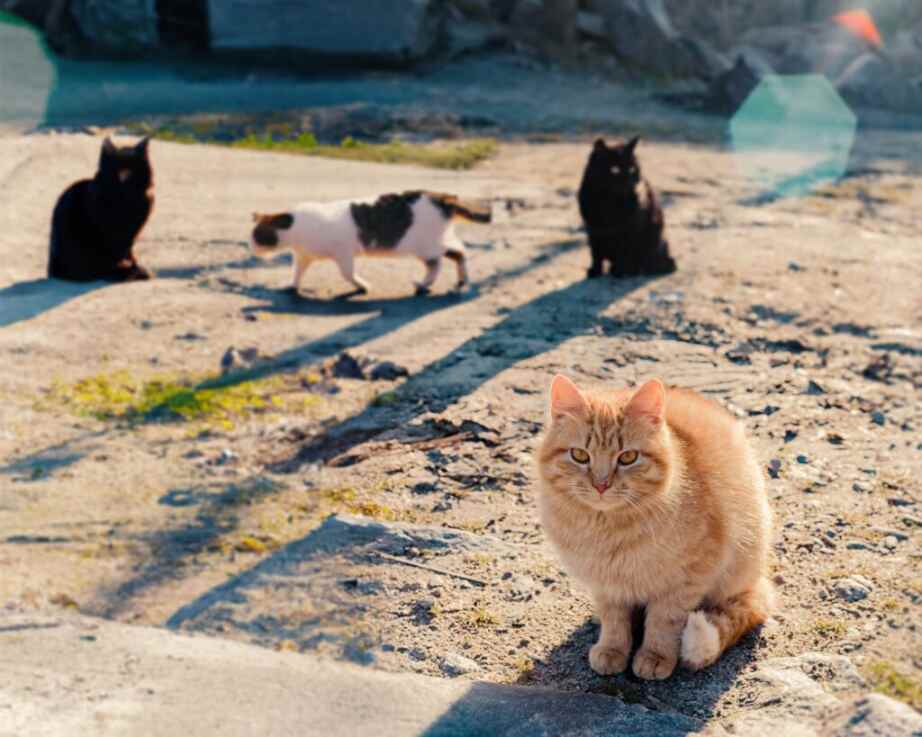 four cats exploring outside