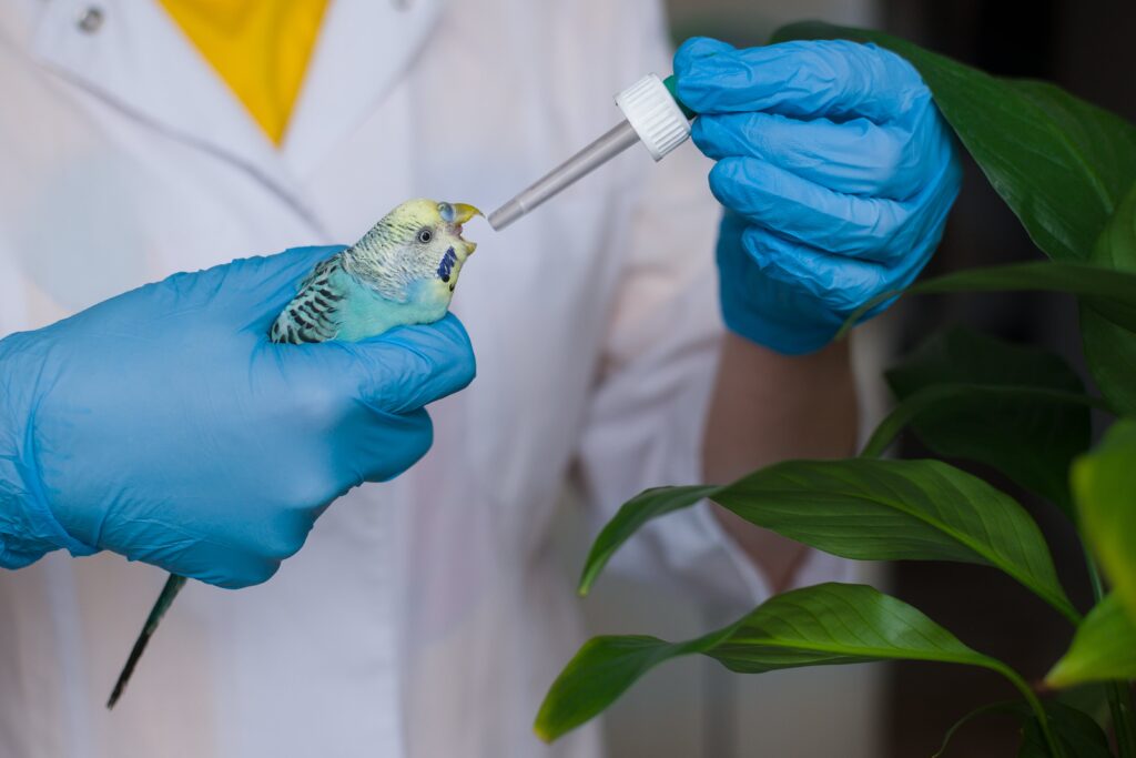 small bird being given liquid medicine