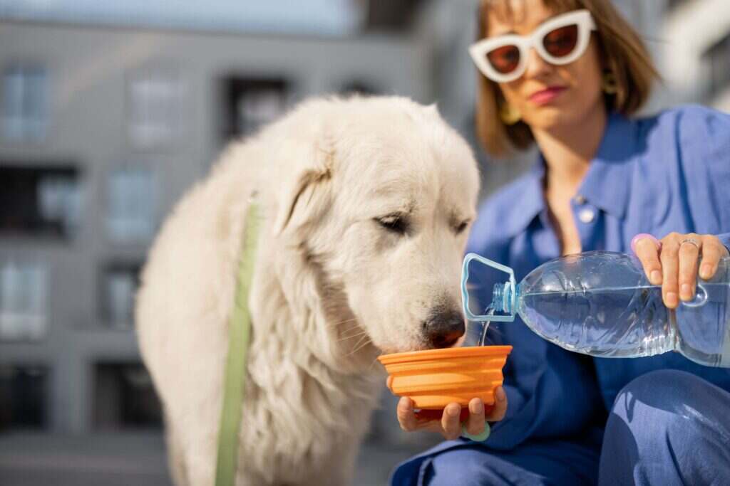 white dog on a walk with their owner and drinking water out of an orange bowl