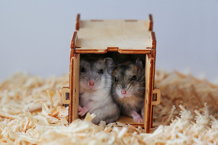 two hamsters in a small box together