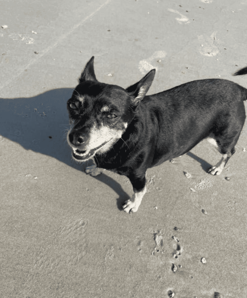 black dog standing on the beach
