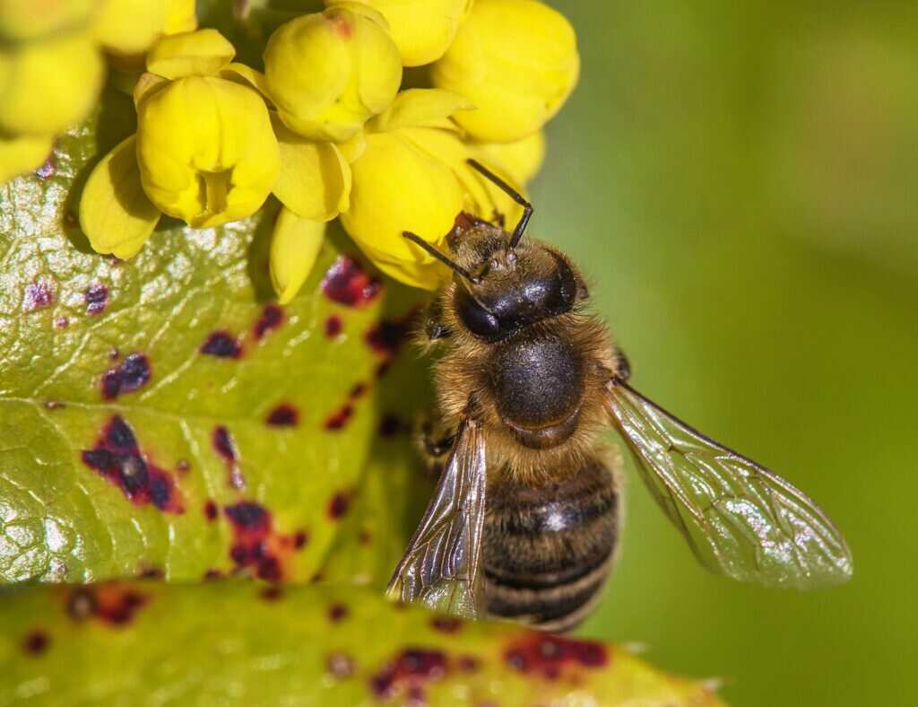 bee sitting on a yellow flower