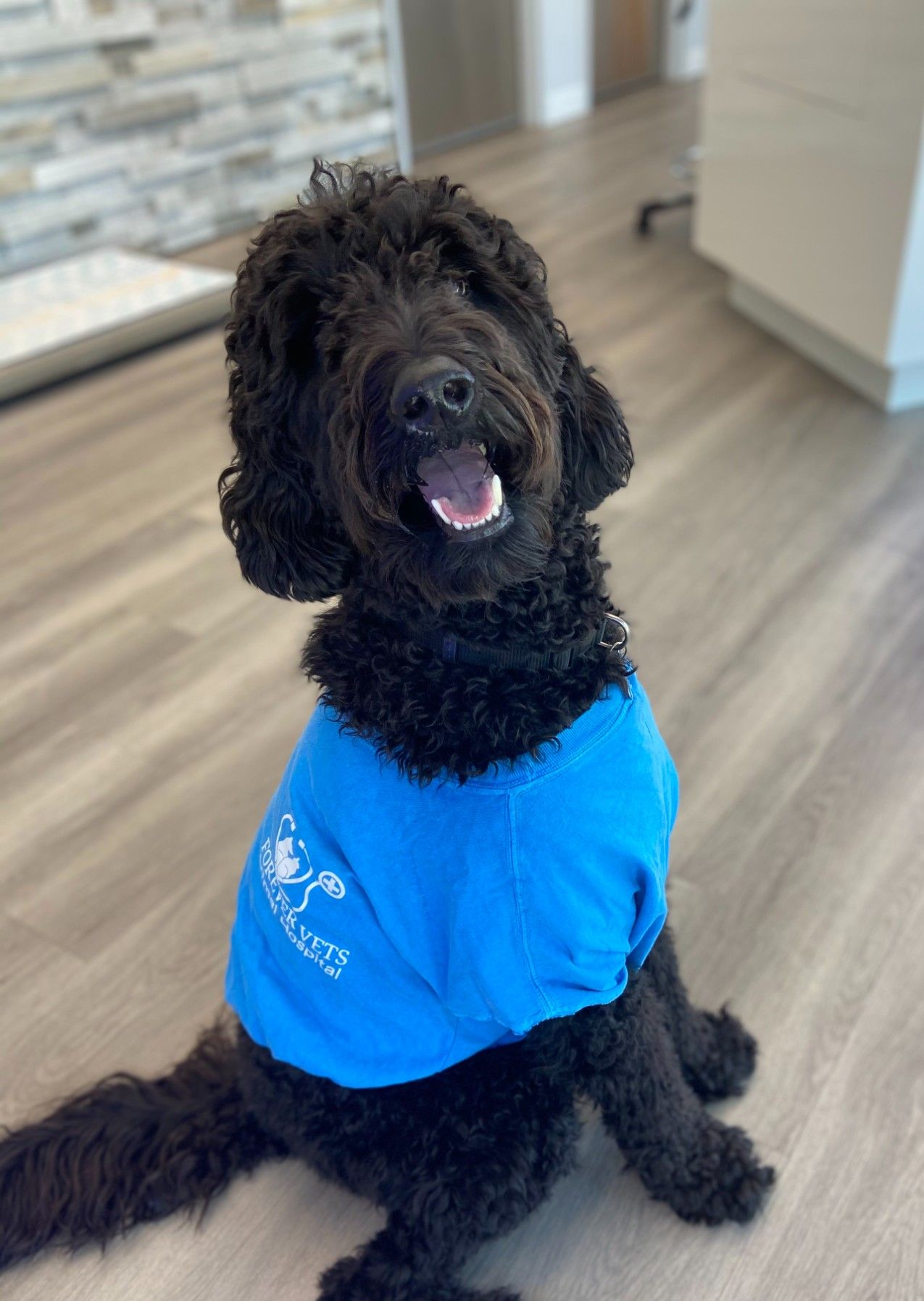 Meet Munson, the 2 year old Golden Doodle