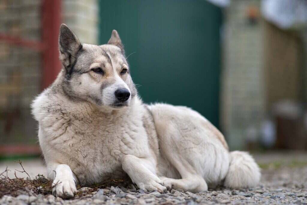 light grey and white dog laying on the ground outside