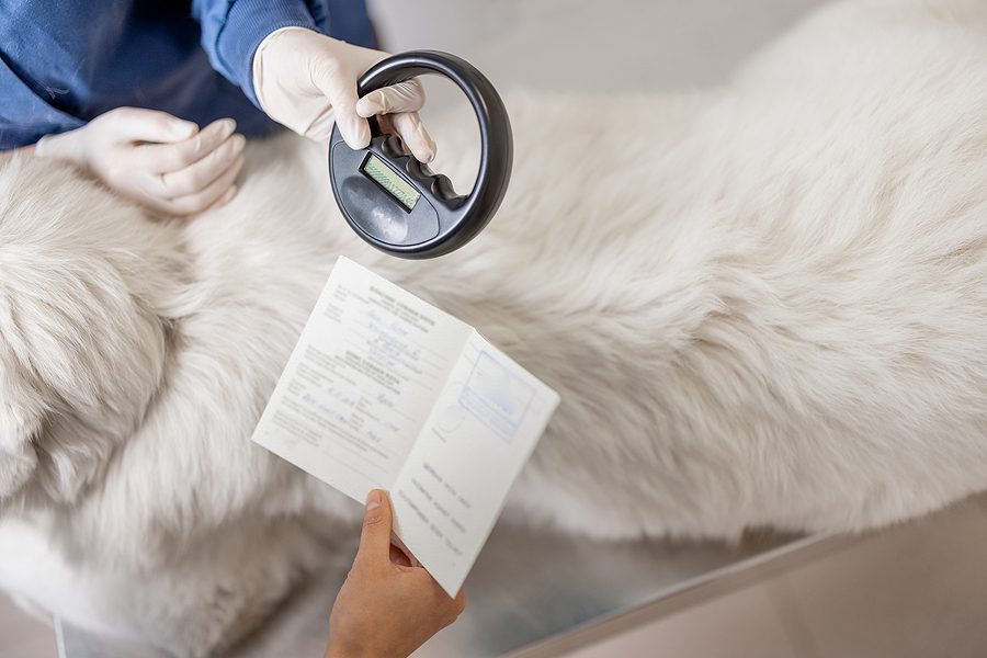 checking a dog for a microchip