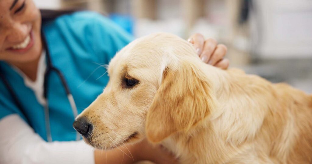 tan dog being pet by a woman