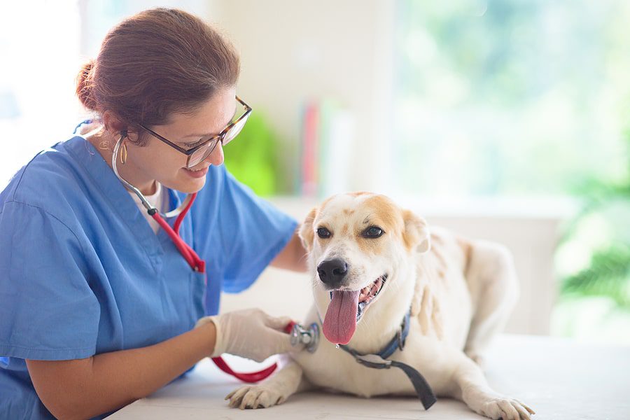 dog being checked out by the veterinarian