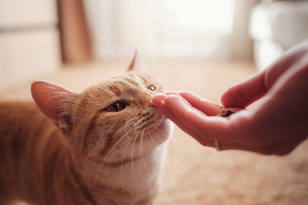 cat smelling a treat in their owners hand