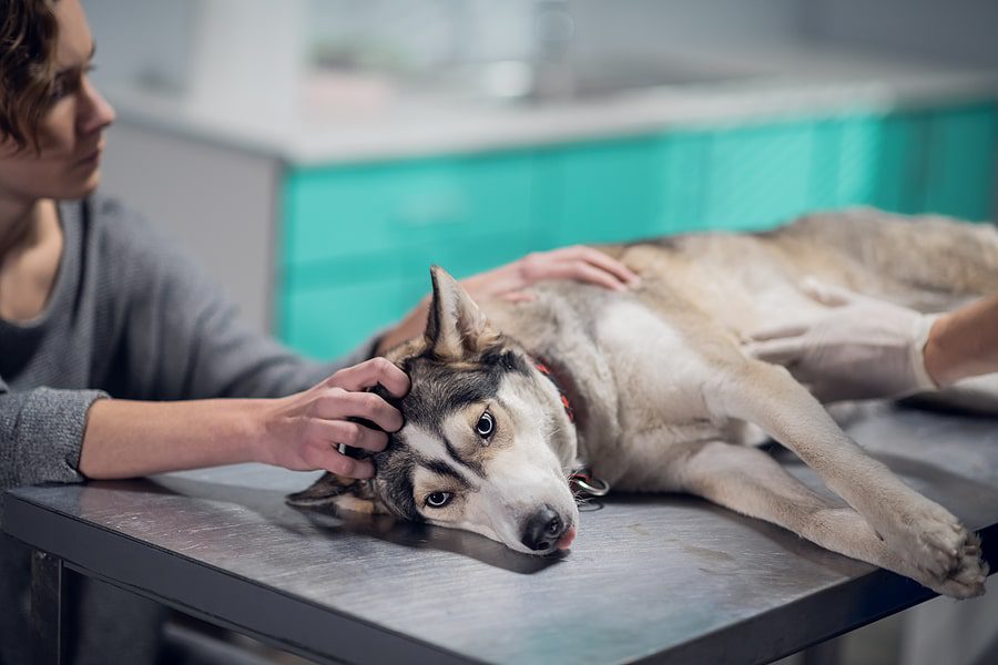 dog laying on the exam table at the animal hospital