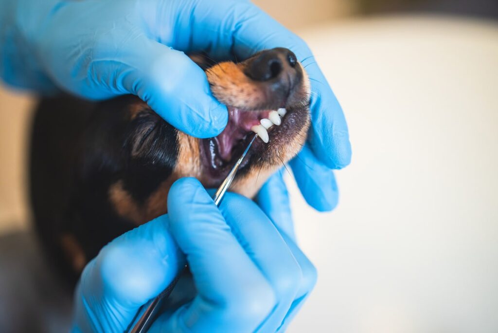 dog getting their teeth looked at by the veterinarian