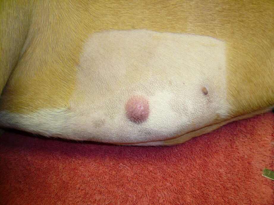 lump on a dogs chest