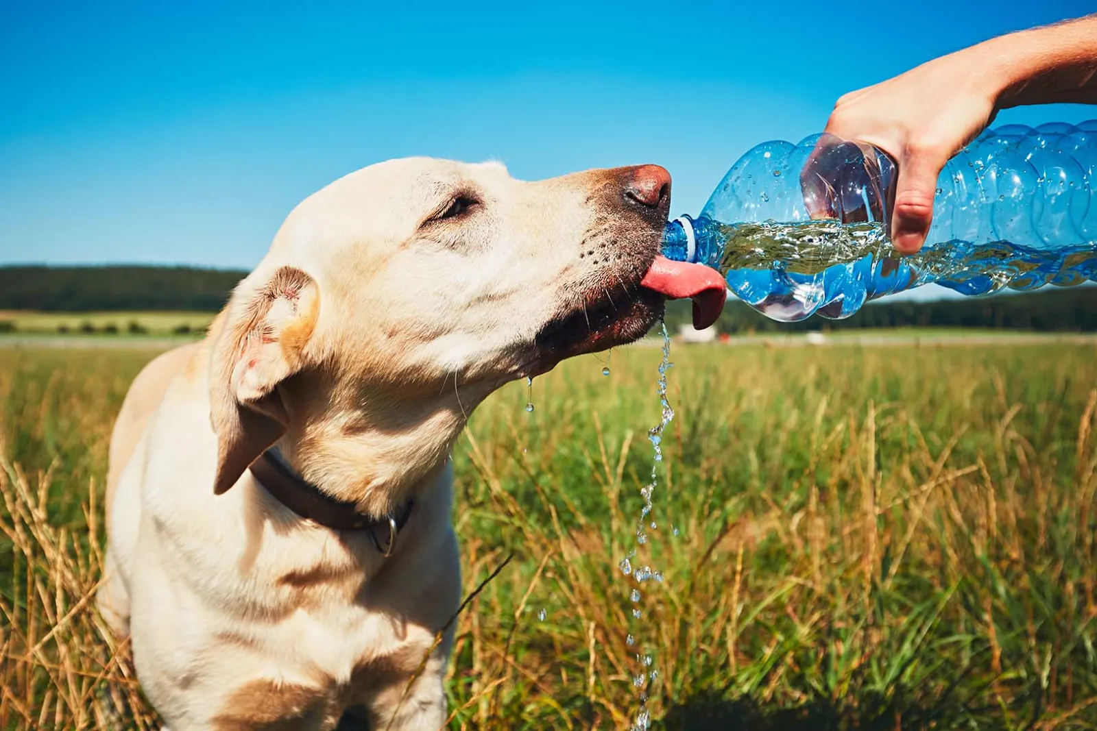 Dog Handle and Hot Weather