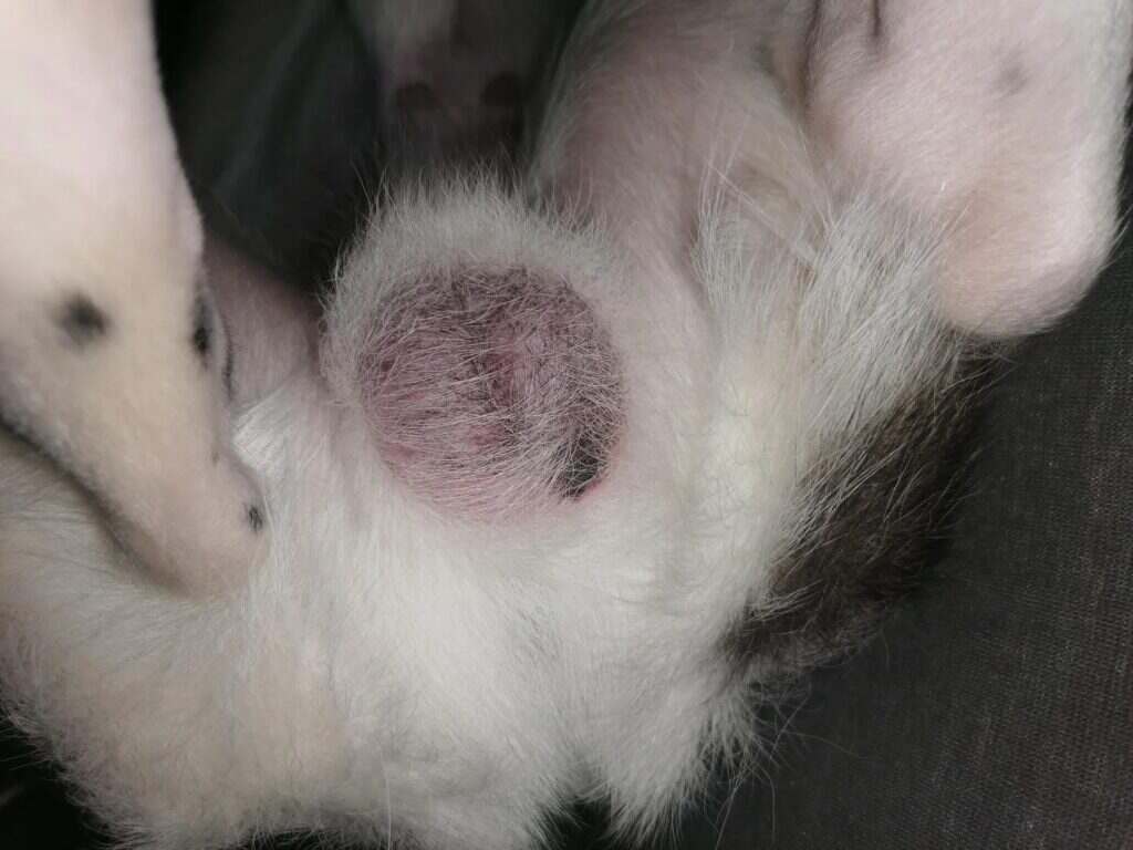 lump on a dogs body