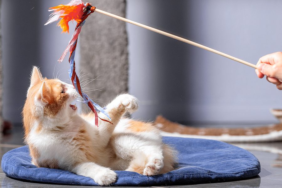 cat laying on a blue pillow and playing with a toy