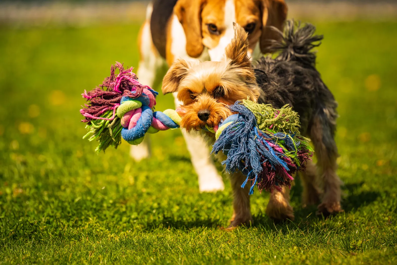 Dogs Unsupervised With Toys