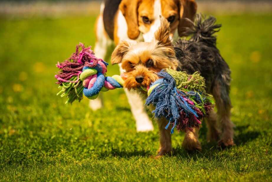 dogs playing outside with rope toys