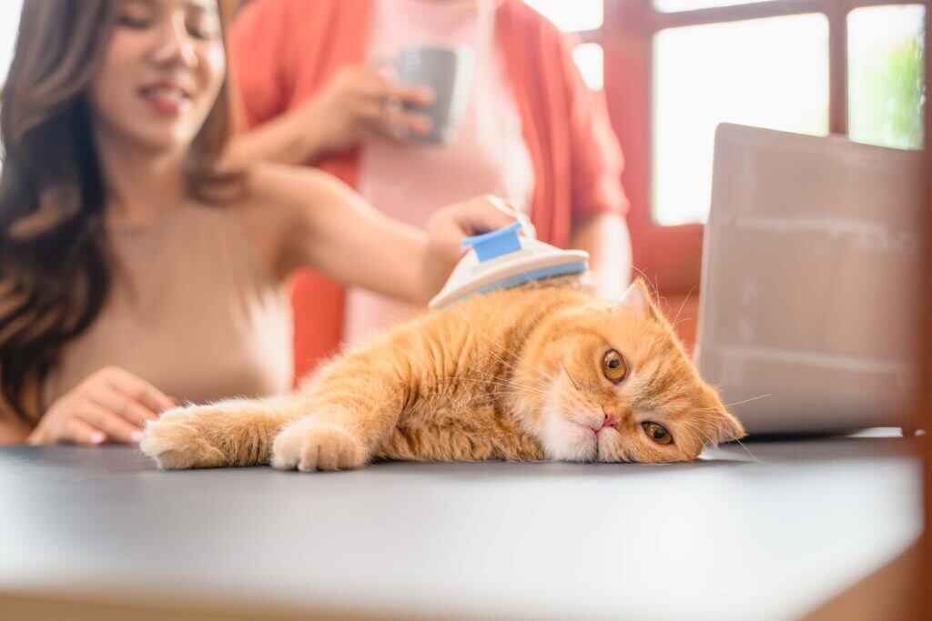 golden colored cat being brushed