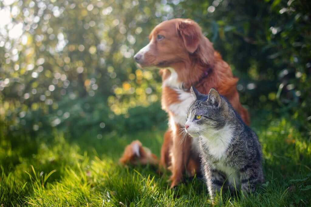 dog and cat sitting on the grass together