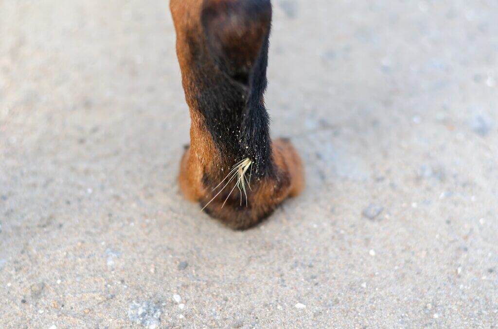 dog with a thorn in the back of their paw