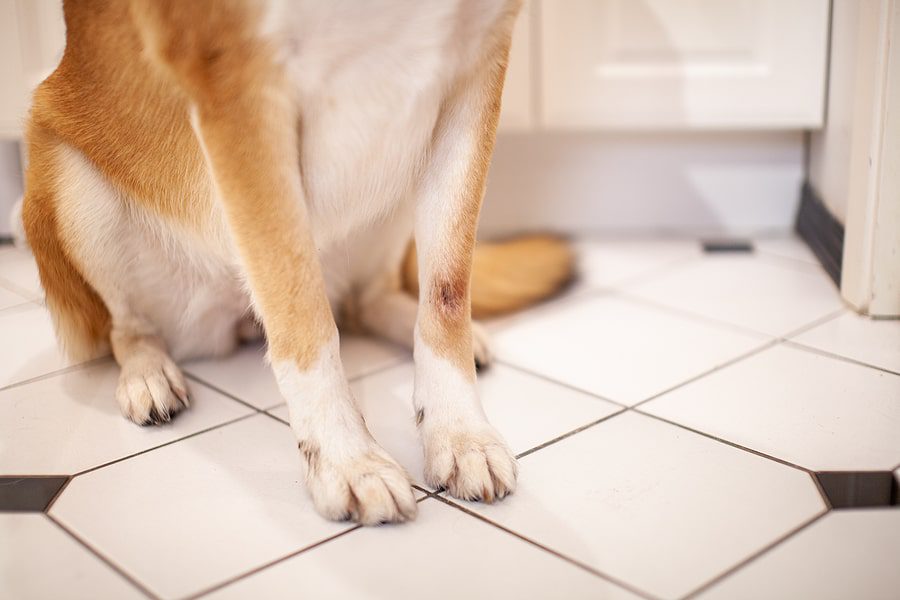 dog with raw skin on their front paw