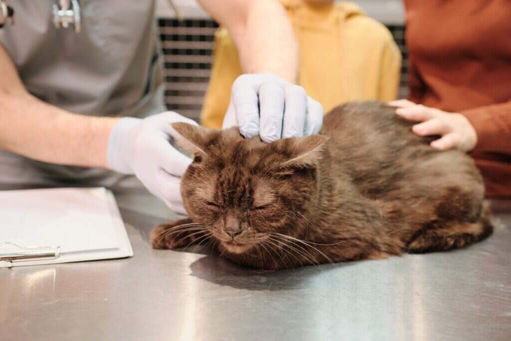 brown cat being looked at by the veterinarian