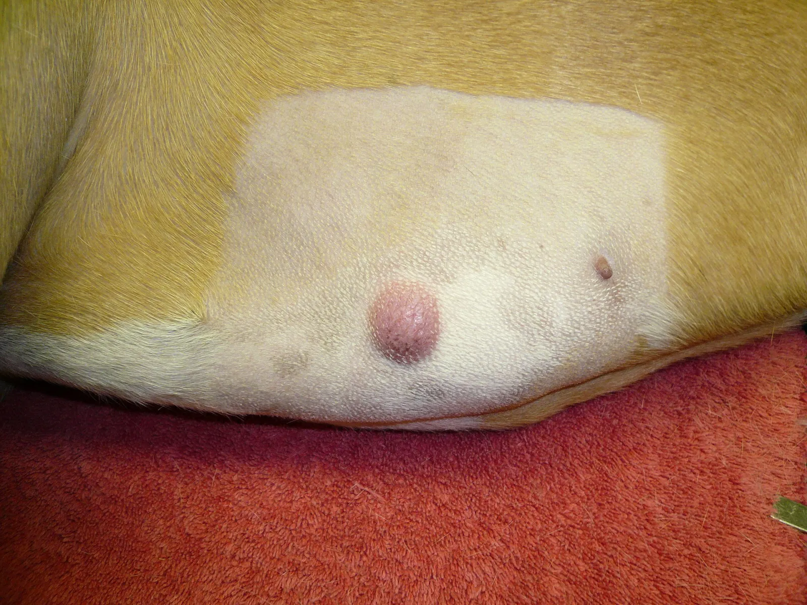 Mast Cell Tumor in Dogs