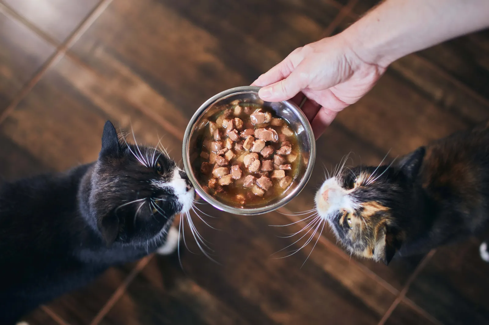 Best Food for Your Ca