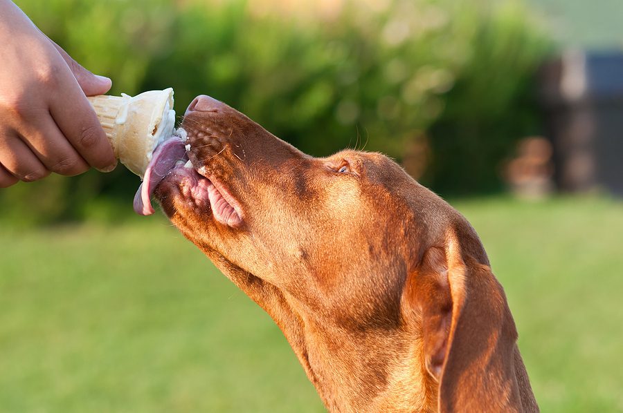 dog eating an ice cream cone outside
