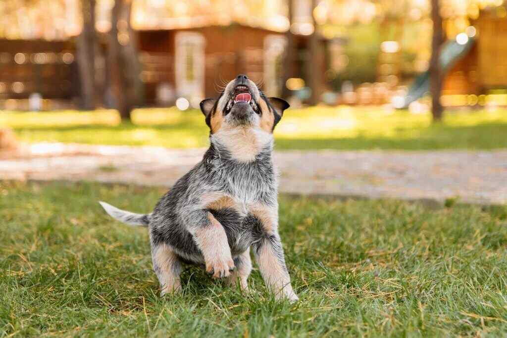 small puppy playing on the grass outside