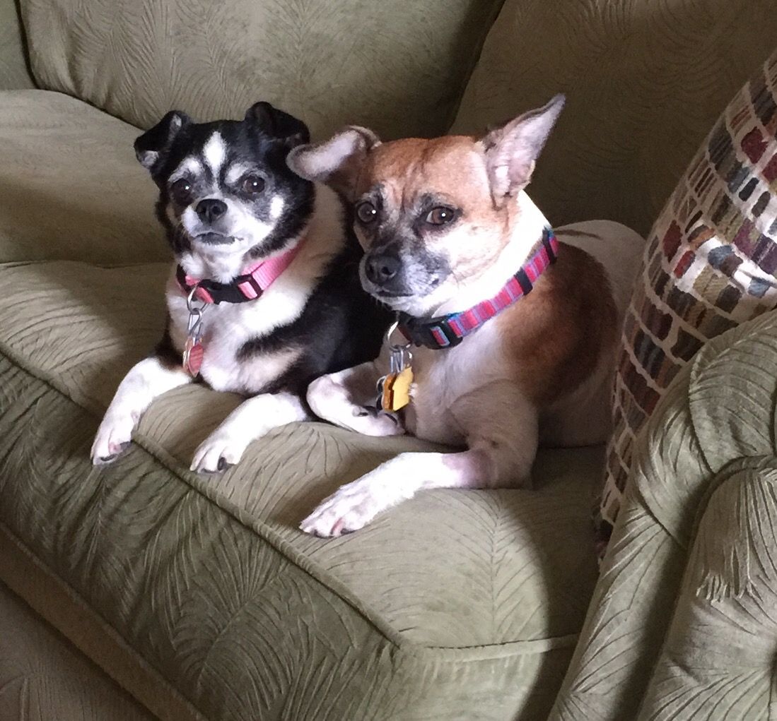Oreo & Bella