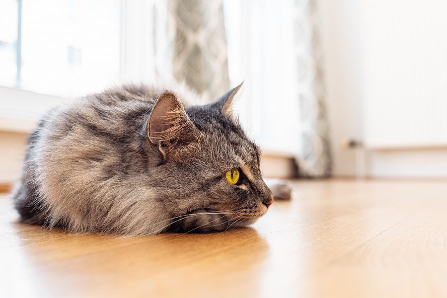 grey cat with yellow eyes laying on the floor by the window