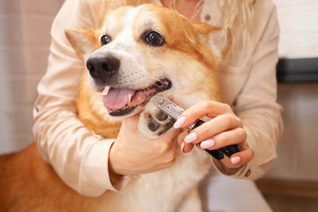 dog getting his nails trimmed