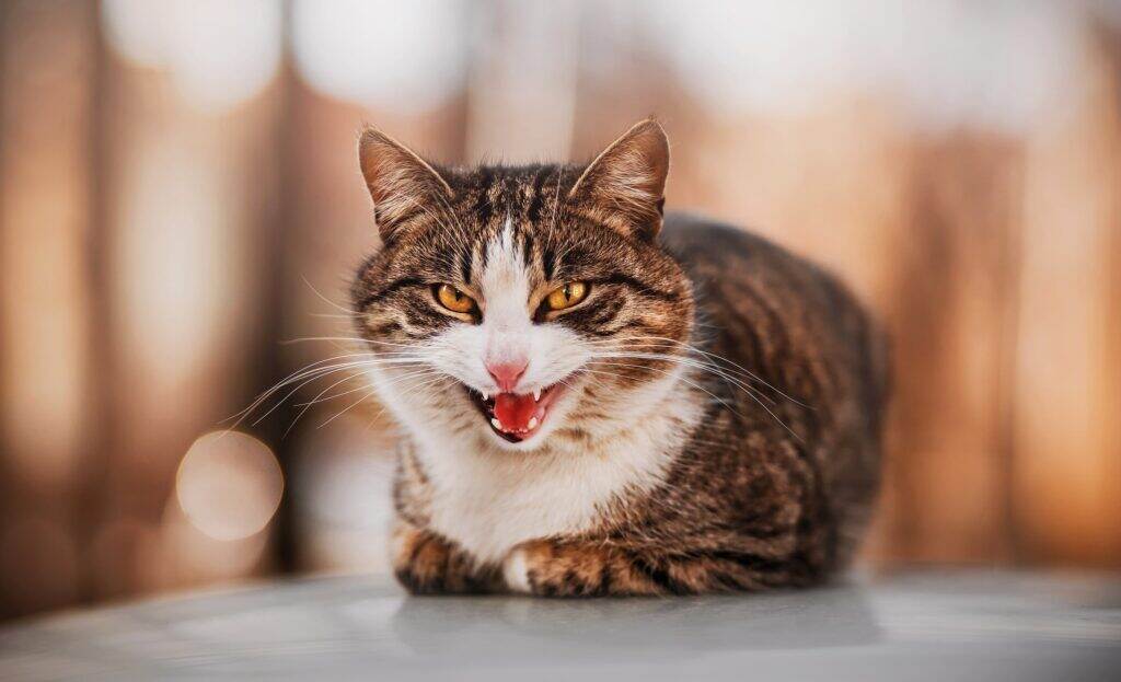 cat laying down and hissing