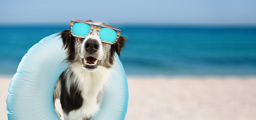 dog wearing sunglasses and a float at the beach
