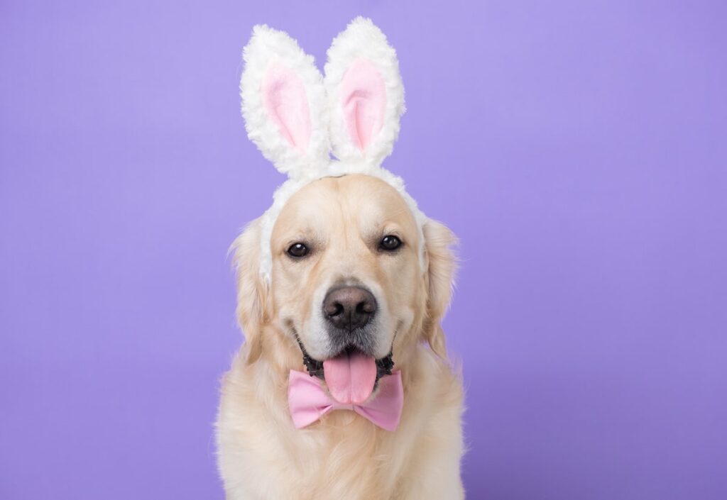 dog wearing bunny ears and a pink bow tie
