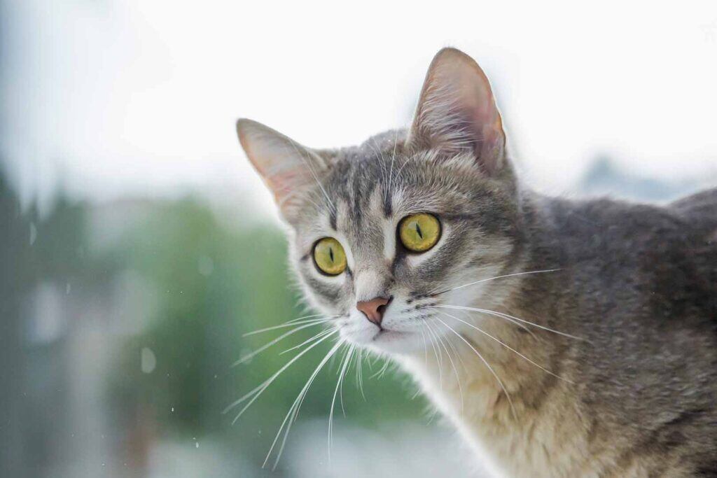 grey cat with yellow eyes looking out the window